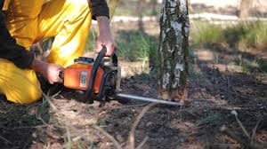 Best Arborist Consultation Services  in Melbourne, FL