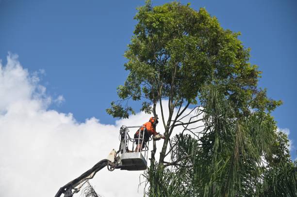 How Our Tree Care Process Works  in  Melbourne, FL