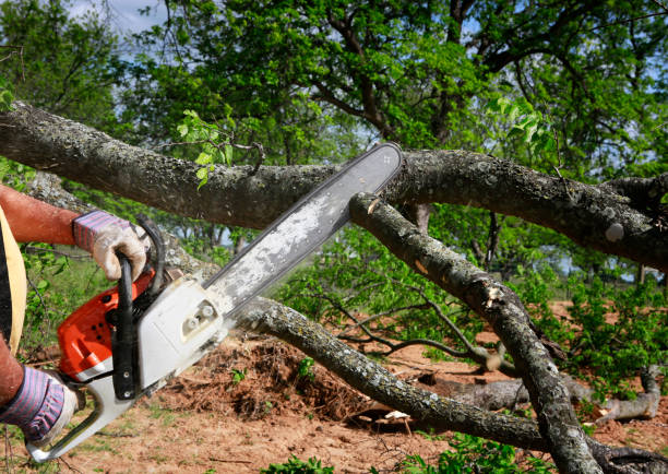 Best Tree Maintenance Programs  in Melbourne, FL